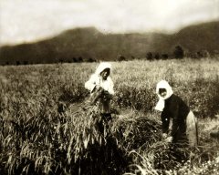 skk033.jpg